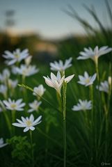 Rice Flower Parfümöl - Für weitere Informationen anklicken